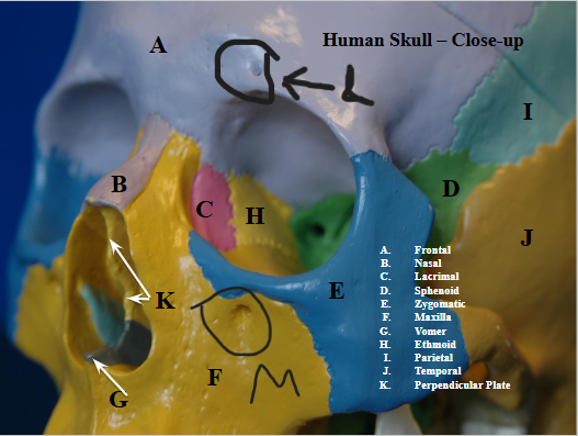 <p>Two small holes right under eye sockets (maxilla bone landmark) (M on image)</p>