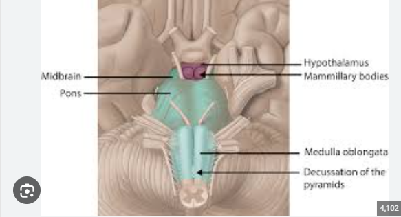 <p>hypothal, pituitary, mamminllary body</p>
