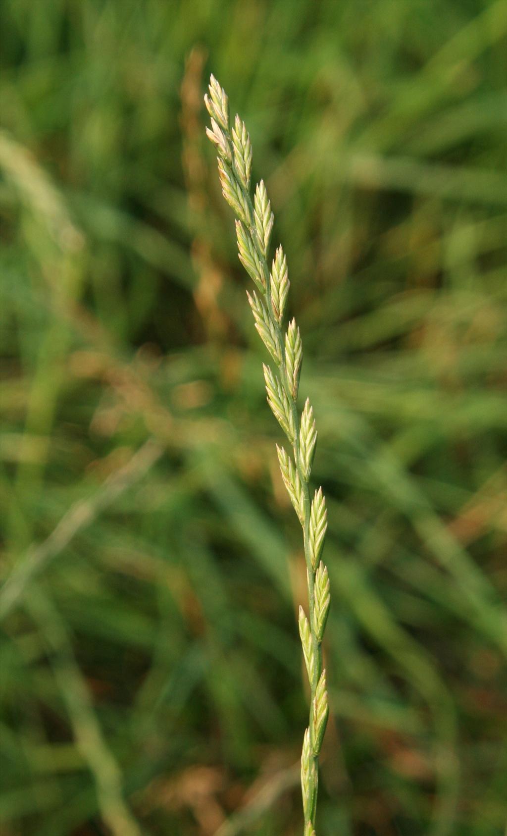 <p>Engels raaigras, Lolium perenne</p>