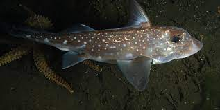 * live in deep water
* nocturnal feeders
* oviparous
  * females lay two eggs at a time
  * 10-12 months to hatch
