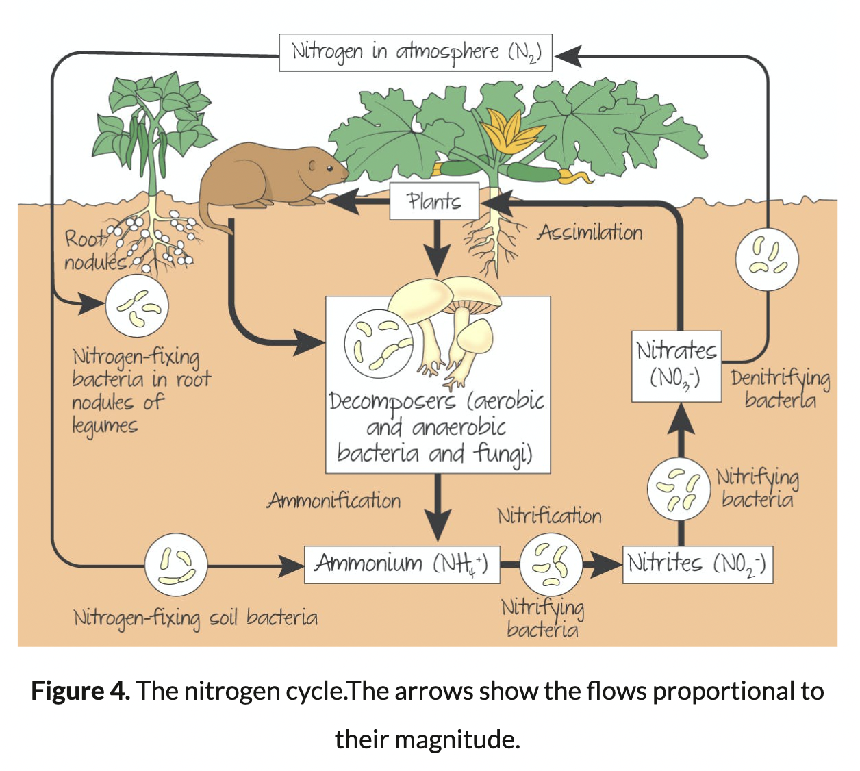 <p>Nitrogen in the atmosphere, nitrogen fixing-soil bacteria, nitrifying bacteria, and denitrifying bacteria</p>