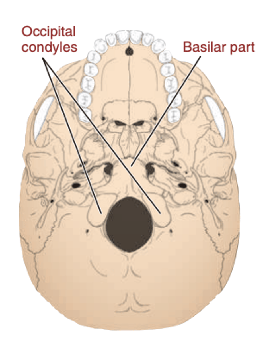 <p>prominent OVAL PROJECTIONS at the ANTEROLATERAL aspects of the FORAMEN MAGNUM</p>