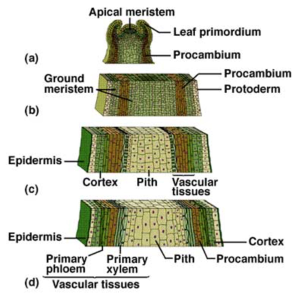 <p>- Product of the apical meristem</p><p>- Tissues include dermal, ground (cortical) and vascular</p>