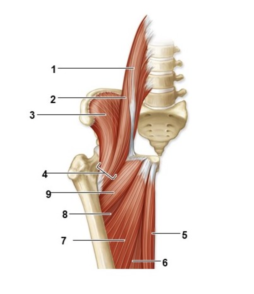 <p>What muscle is #4?</p>