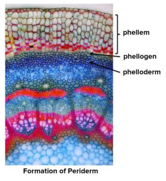 <ul><li><p>Is produced by the cork cambium </p></li><li><p>It consists of:</p><ul><li><p>Cork (phellum)</p></li><li><p>Phelloderm</p></li><li><p>Cork cambium cells (phellogen)</p></li></ul></li></ul><p></p>