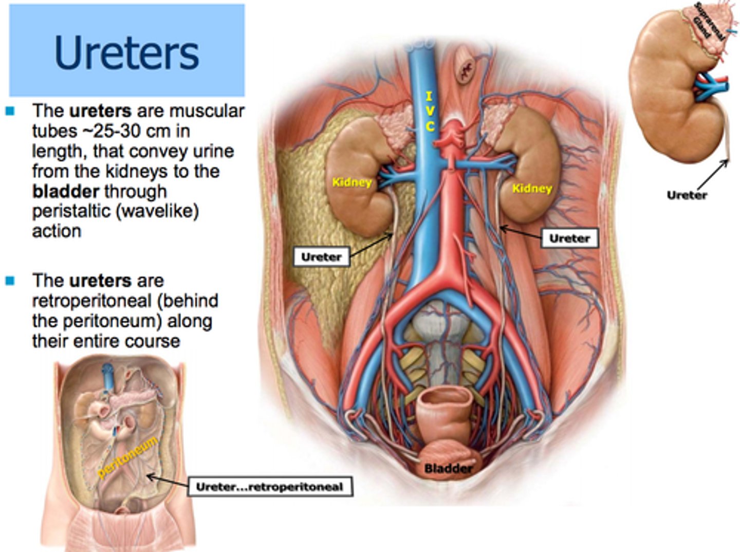 <p>Retroperitoneal structures.</p>