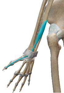 <p>Long extenseur du pouce</p>