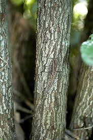<p>understory, can be found most places</p><p>Leaf: opposite, hairy on bottom, when torn apart it will have thin hairs holding it together</p><p>Flower: four petals always, white</p><p>Twig: red/maroon</p><p>Bark: thin and blocky, smooth when young</p>