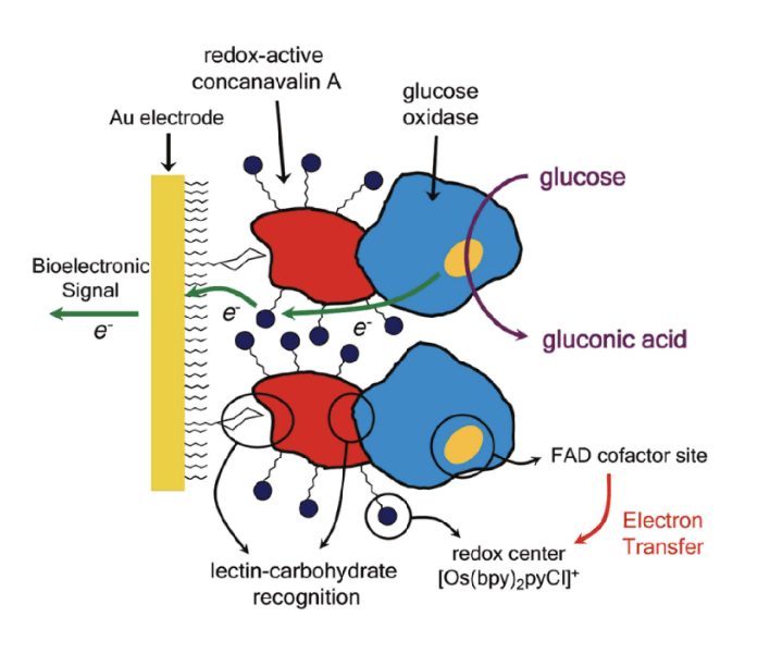 <p>2nd Generation Glucose Biosensor: <span>Redox Mediators</span></p>