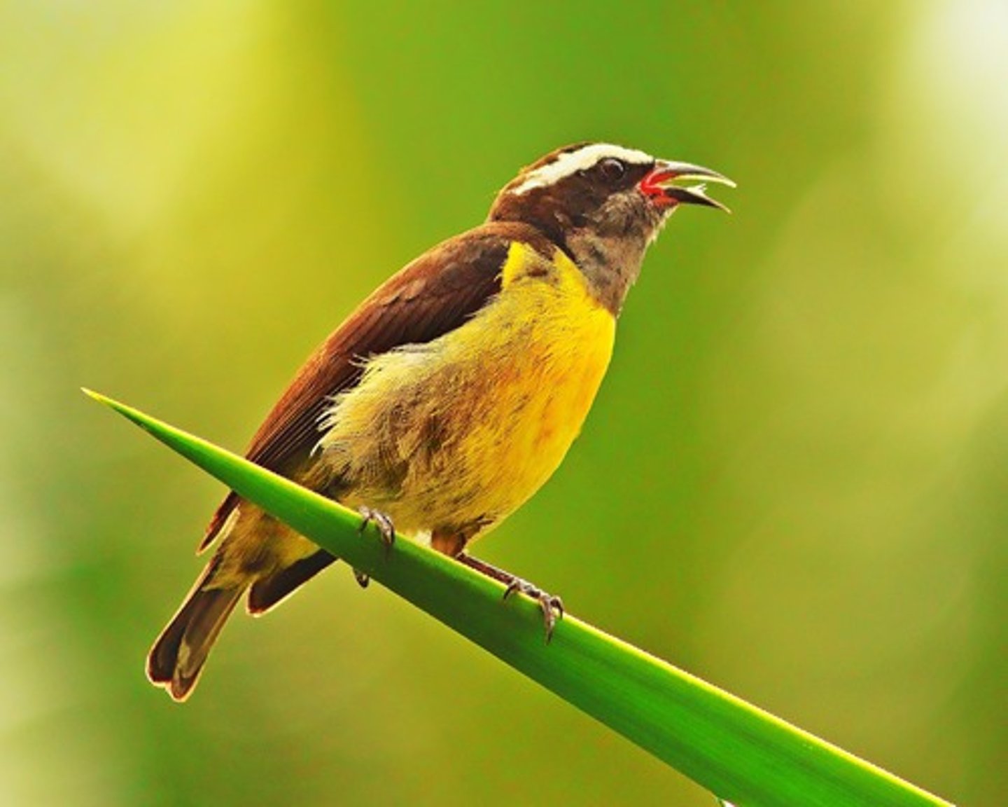 <p>niǎo （bird）</p>