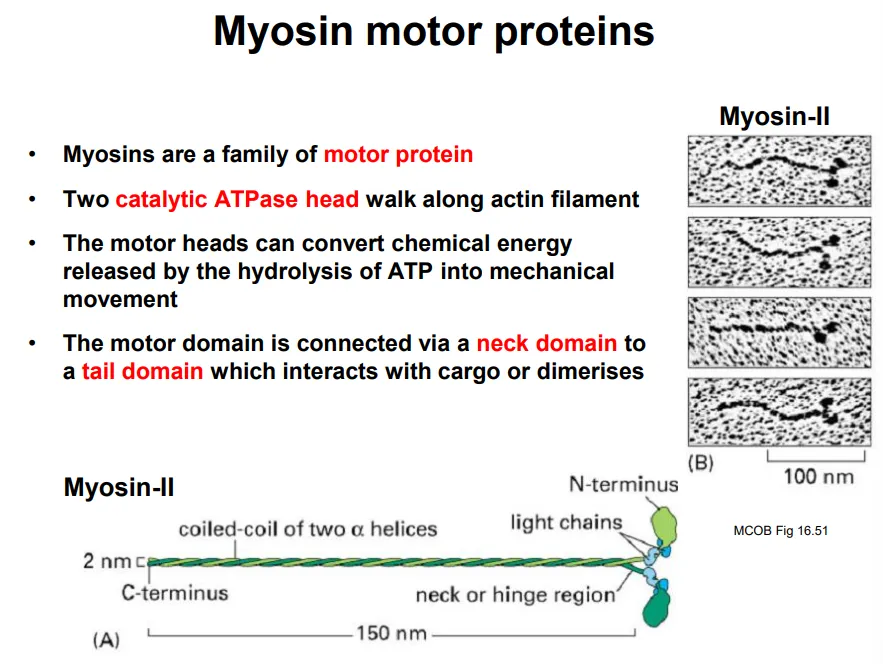 <ul><li><p>in plants and fungi, the large vacuole means organelles and vesicles must be moved around by <strong>myosin motor proteins</strong>, causing the cytoplasm to also move by <strong>cytoplasmic streaming </strong>(overcomes diffusion barrier)</p></li></ul><ul><li><p><strong>two catalytic heads</strong> walk along the actin filament in steps by conformational changes from <strong>hydrolysing ATP</strong></p></li><li><p>this is connected to a <strong>neck </strong>domain, with a <strong>tail </strong>domain on the end to bind to <strong>cargo</strong></p></li></ul><p></p>