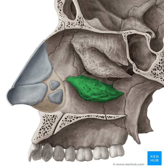Concha nasalis inferior