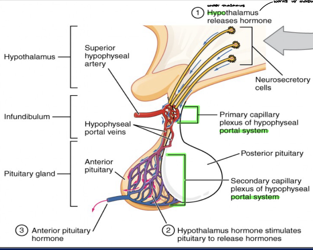 <ul><li><p>Thalamus + hypothalamus = diencephalon of forebrain </p></li><li><p>Hypothalamus (under thalamus), works with master gland (pituitary) </p></li><li><p>Portal system = Blood (AP) encounters TWO cap beds BEFORE blood returns to the heart = <strong><em><u>Portal Sys</u></em></strong></p></li><li><p>Hypothalamic- hypophyseal system</p></li><li><p>(Anterior pituitary); Hormones made & WHERE are the released from; AP = made & released </p><ul><li><p>anterior pituitary hormones made & released from anterior pituitary </p></li></ul></li></ul><p></p>