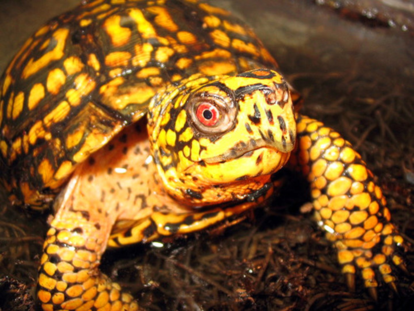 <p>Prevents competition with native species for resources. Allows recovery of native species populations.</p>