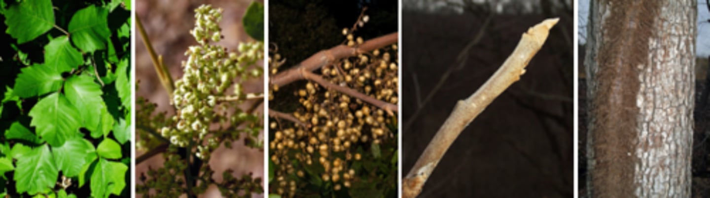 <p>Leaves: alternate, trifoliate, up to 8” long, can be entire or irregularly toothed, usually oval shaped; central leaflet w/longest petiolule. Leaf scars are u-shaped w/ 6 bundle scars. </p><p>Twigs: brownish w/ fine aerial rootlets arising on the sides. </p><p>Buds: naked, elongated, angular, tan or light brown in color. </p><p>Fruit: yellowish-white berry. </p><p>Form/Silvics: a vine or shrub like habit, vines climbs w/ aerial roots, up to 60’. Stay away!! </p>