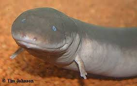 <p>Three-toed Amphiuma </p>