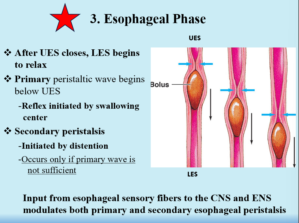<ul><li><p>Involuntary</p></li><li><p><strong>UES closes →LES relaxes (opens)</strong></p></li><li><p><strong>Primary peristaltic wave</strong> below UES → swallowing center <strong>initiates reflex</strong> → <strong>secondary wave</strong> (initiated by distention)</p></li></ul><p></p>