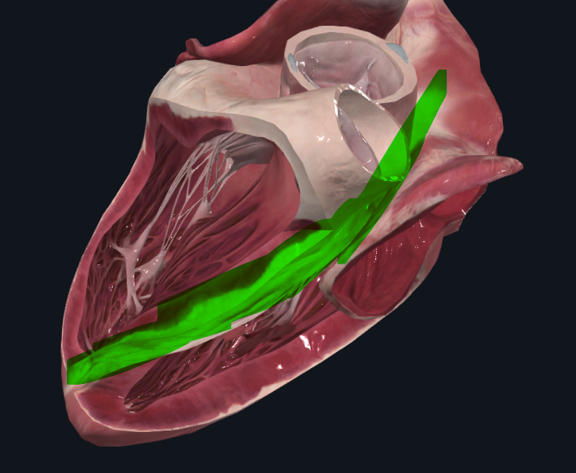 <p>Tabique más importante del corazón que divide sus 2 aurículas de sus 2 ventrículos</p>