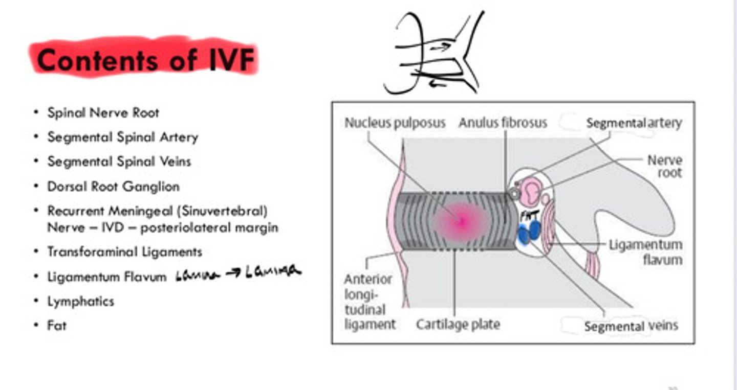 <p>- Spinal nerve root</p><p>- Segmental spinal artery/veins</p><p>- Dorsal root ganglion</p><p>- Recurrent meningeal nerve</p><p>- Transforaminal ligaments</p><p>- Ligamentum flavum</p><p>- Lymphatics</p><p>- Fat</p>