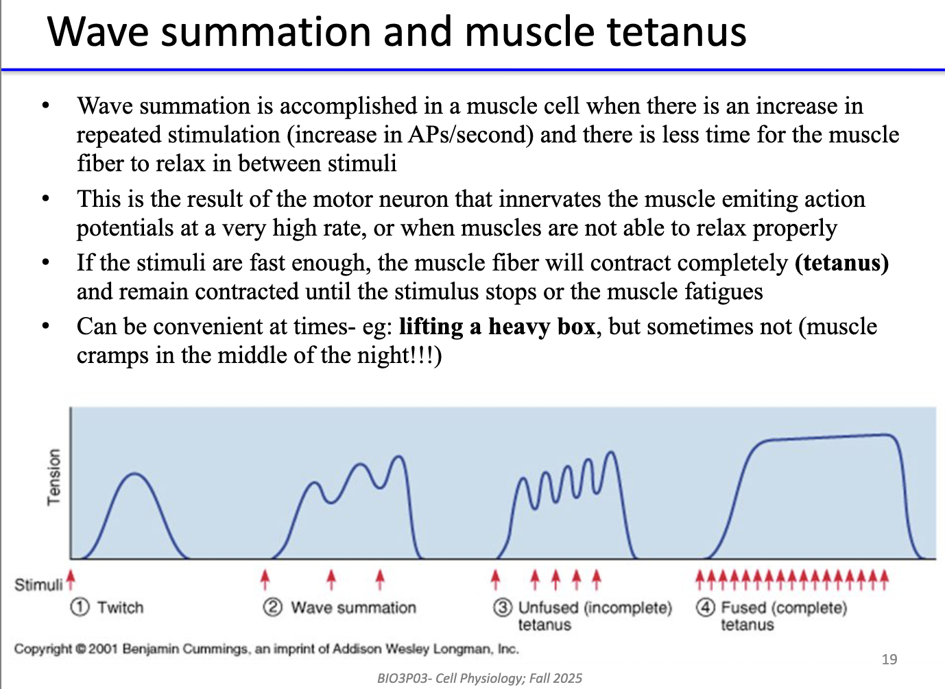 <ul><li><p><strong>Wave summation:</strong> repeated stimulation → less relaxation time → stronger contraction.</p></li><li><p>Caused by <strong>high AP frequency</strong> in motor neuron.</p></li><li><p><strong>Tetanus:</strong> sustained contraction (no relaxation) due to <strong>rapid stimuli</strong>.</p></li><li><p>Useful for <strong>sustained force</strong> (e.g., lifting), but can cause <strong>cramps</strong> if uncontrolled.</p></li></ul><p></p>