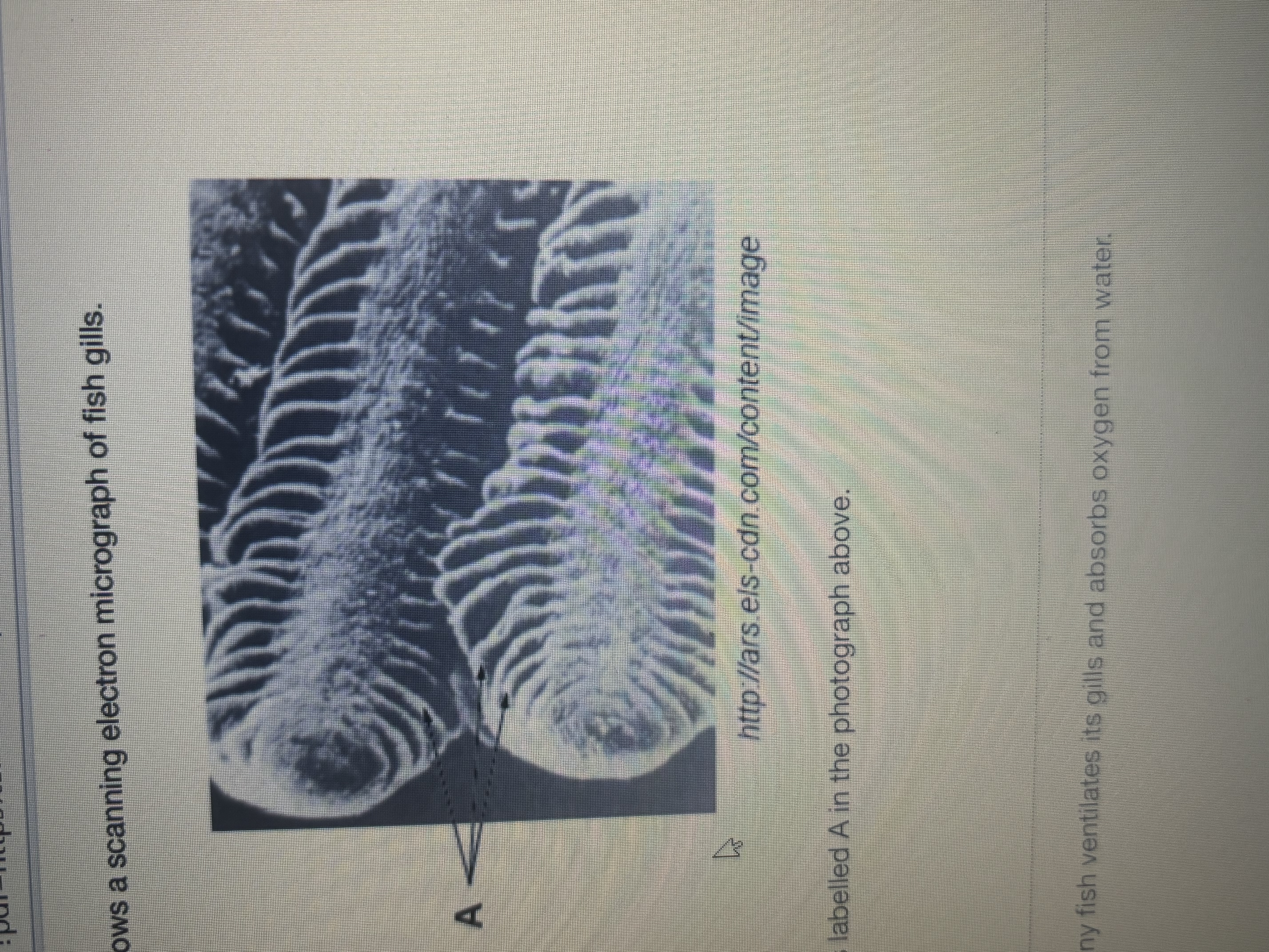 <p>Name the structure labelled A in photograph thin strands coming out of fish gills</p>