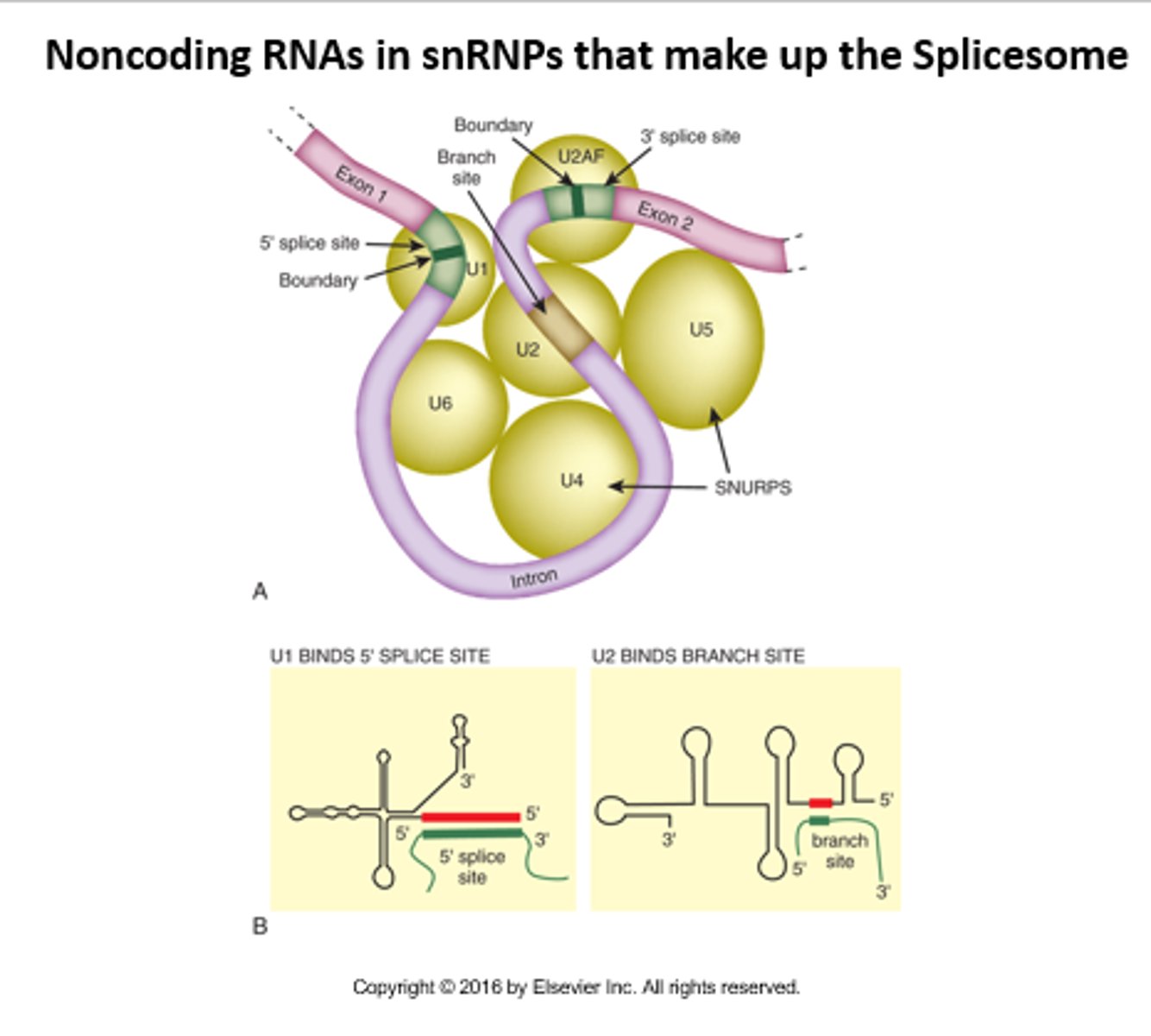 <p>RNA splicing as a snRNP component; Eukaryotes/Archaea</p>