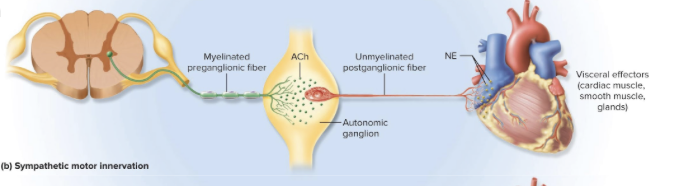 <p>-short preganglionic fibers (in the lateral horns + regions of spinal chord gray matter) send signal through white communicating ramus (myelinated)</p><p>-leads to sympathetic chain of ganglia called <em>paravertebral ganglia</em> </p><p>-leave the chain by postganglionic fibers using gray communicating ramus (unmyelinated) of three ways:</p><ul><li><p>synapse immediately with a postganglionic neuron</p></li><li><p>travel up and down the chain and synapse with other ganglia at other levels</p></li><li><p>pass through chain w/o synapsing and continue as <em>splanchnic nerves</em></p></li></ul><p>-goes all the way to the target organ</p>