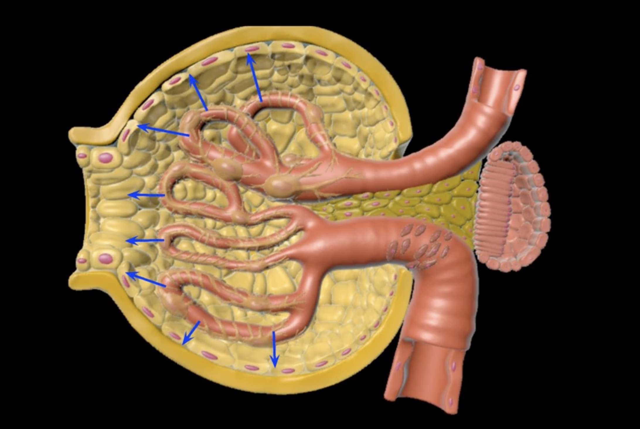 <p>Glomerular filtration involves pressured movement of fluid and solutes from the blood into ___ (blue arrows)</p>