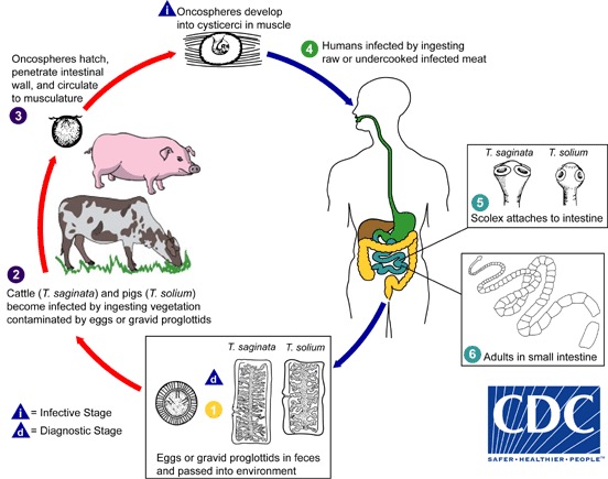 <p>AKA the Beef tapeworm, it’s a zoonotic cestode parasite, basically it can infect both humans and animals. Largest in the Tania species, measuring 4 - 10 meters, exceeding 22 meters.</p><p>What is the life cycle?: In involves two hosts, Intermediate host, cattle, where the larval stage ( or cysticerci form) develops in their muscle tissue. Definitive host (sexual) humans, where the adult tapeworms resides in the small intestine and lays eggs.</p><p>How is it transmitted? Human become infected by consuming undercooked or raw infected beef contains cysticerci. Cattles become infected by ingesting vegetation contaminated by eggs or gravid proglottids.</p><p>What are the symptoms?: Abdominal pain, Nausea, Diarrhea, Weight loss, etc</p>