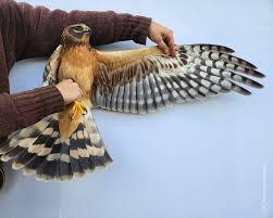 <p>fly low, eat small mammals, open country, migratory, ground nesters</p>