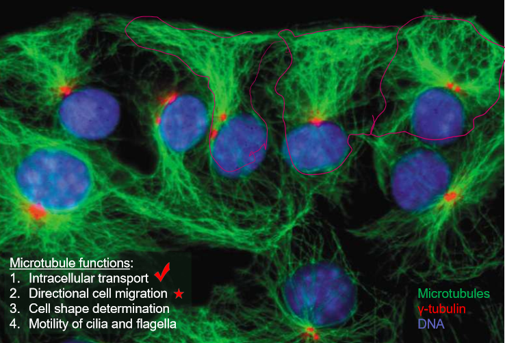 <p>By refusing to acknowledge other cell contact, cancer cells begin to climb onto of other cells before growing and replicating</p>