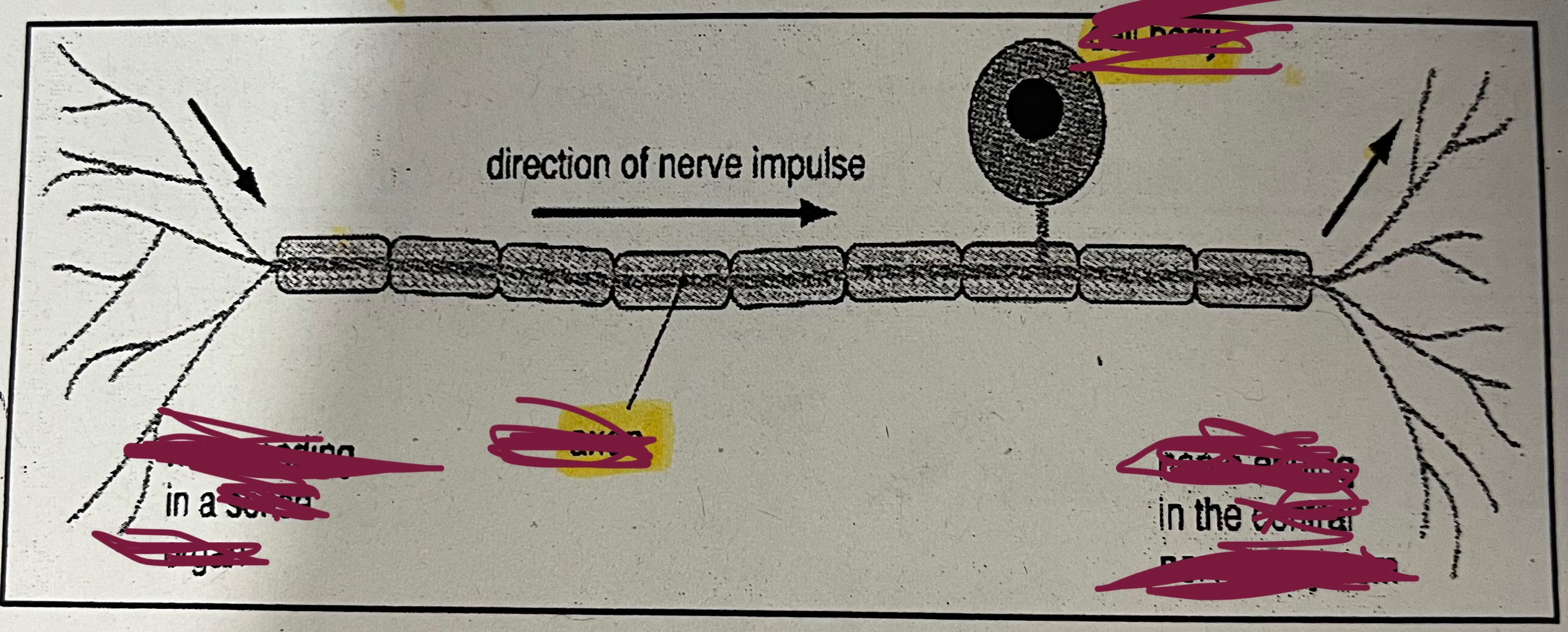 <p>What is the structure of a neurone?</p>