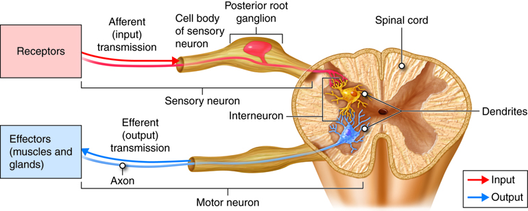 <p>nerve cells with short axons, send information locally </p>