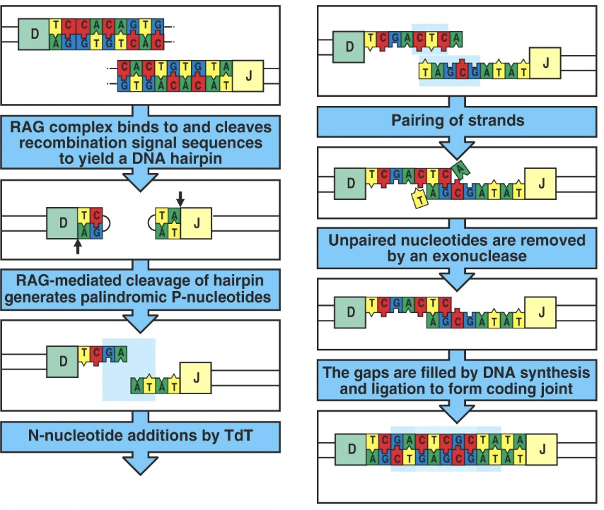 <ul><li><p>junctional diversity</p><ul><li><p>some nucleotides are added at the ends of segments when they are joined together</p></li></ul></li></ul><p></p>