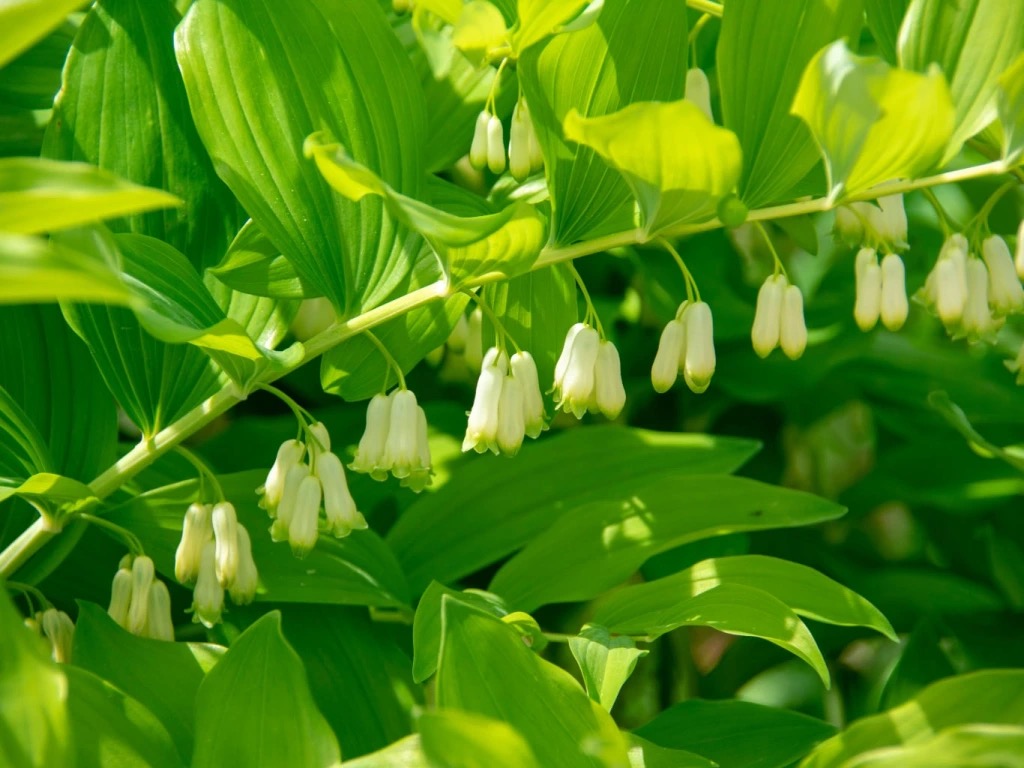 <p>Polygonatum multiflorum - <strong>Asparagaceae</strong></p>