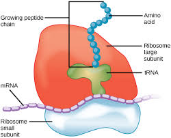 <p><strong>tasked with synthesizing proteins</strong><span>, therefore they are known as the protein factory of the cell.</span></p>