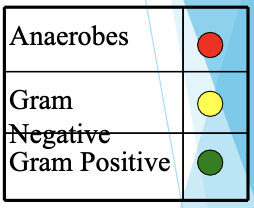 <ul><li><p>great G+ activity (no enterococcus) </p></li><li><p>some G- (E. coli, Protues, Klebsiella)</p></li><li><p>Cefazolin: surgical prophylaxis (IV) </p></li><li><p>Cephalexin: skin &amp; soft tissue/cellulitis, &amp; UTI (PO)</p></li></ul><p></p>