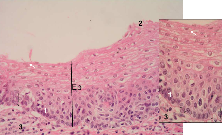 term image