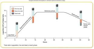 <p>Describe the phases of the bacterial growth curve</p>