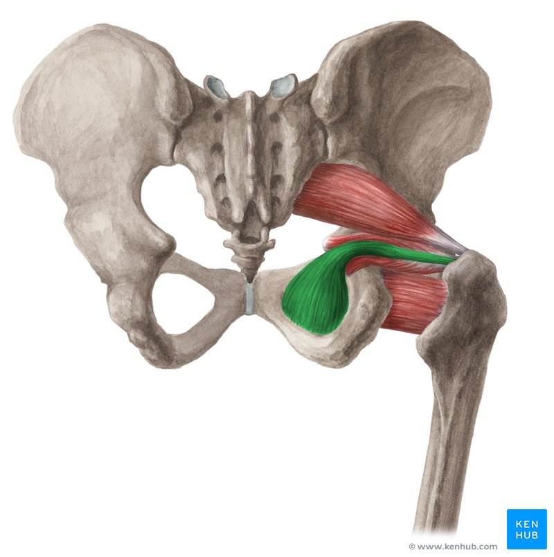 <p>posterior view</p>