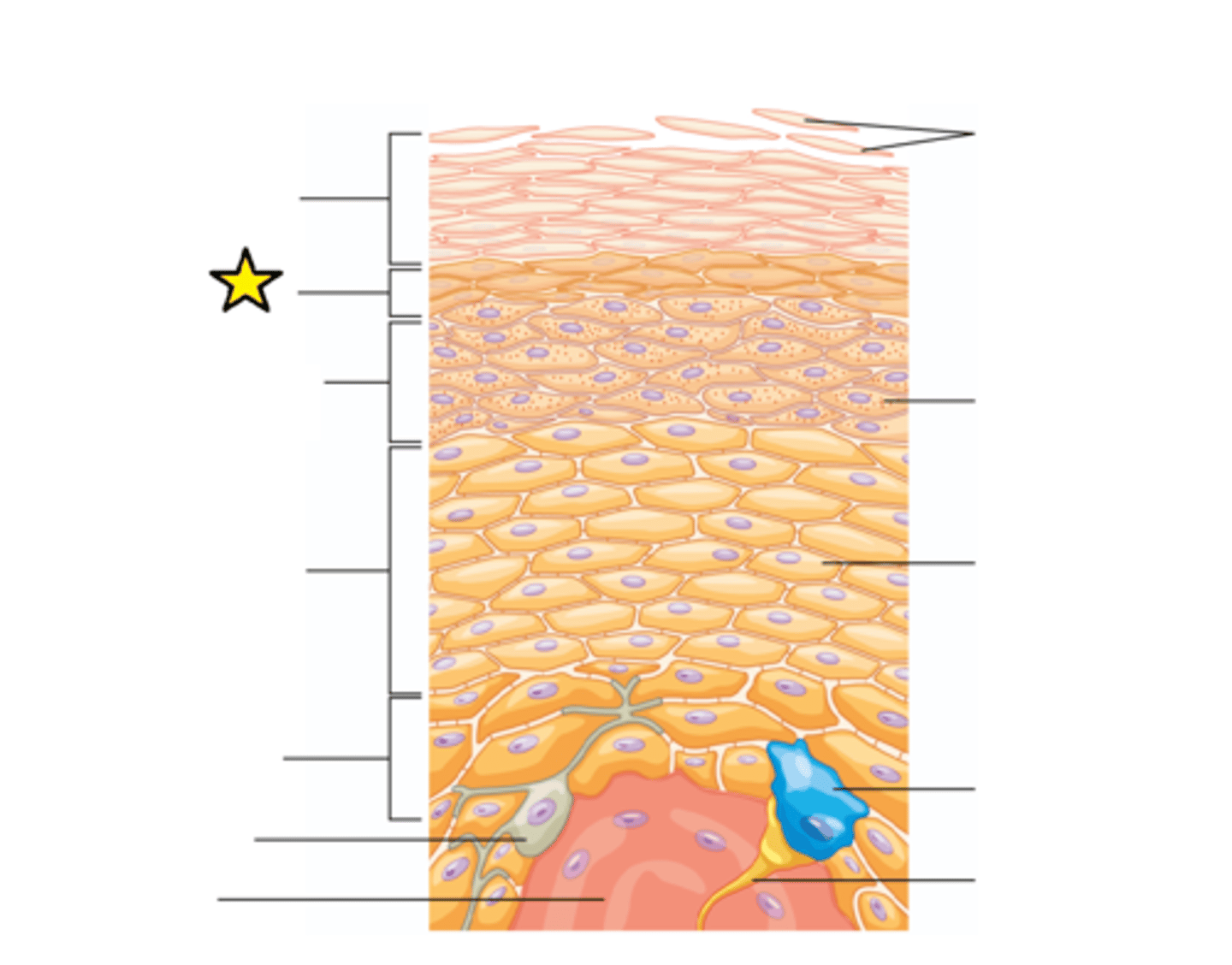 <p>The "clear layer"; Flattened, densely packed dead cells filled with keratin.</p>