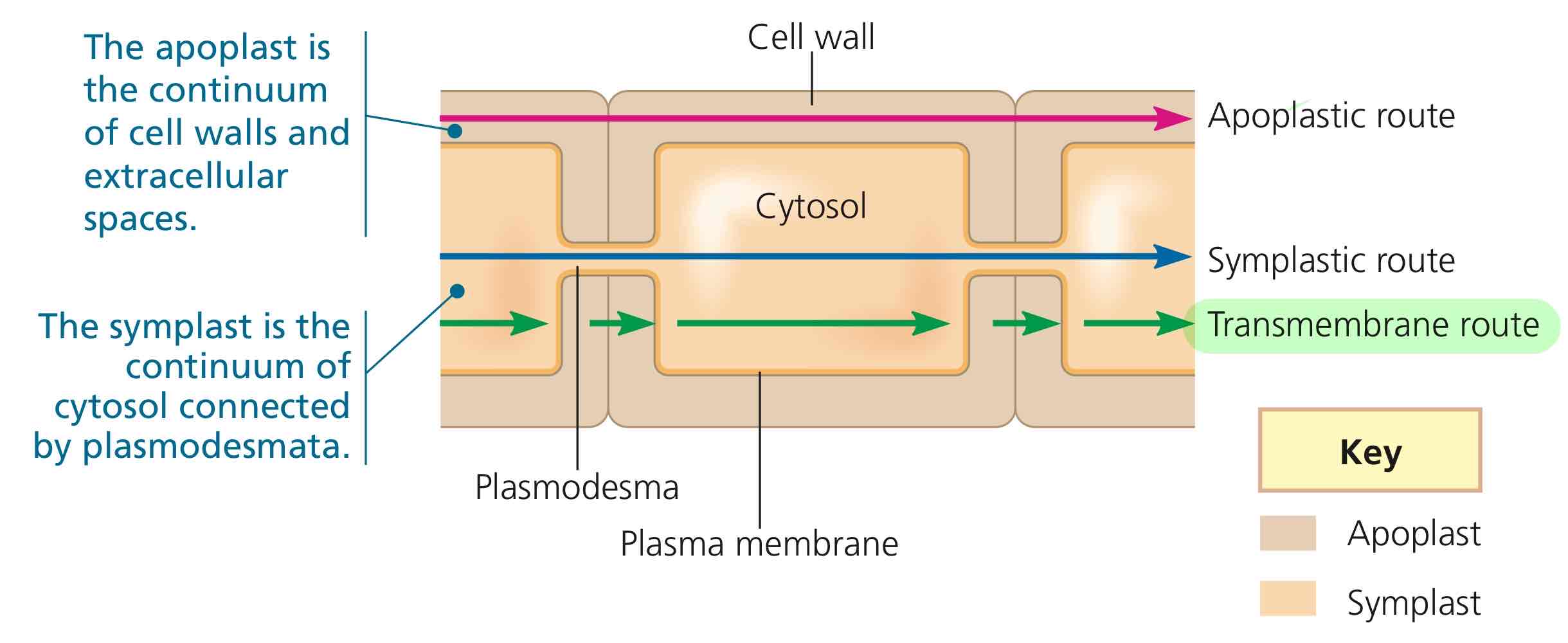 <p>The route going through the symplast, then through the apoplast, then repeat.</p>