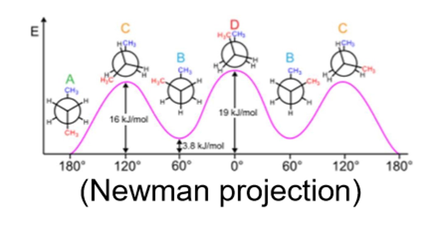 <p>assume the lowest energy conformations<br>-Structures are determined by covalent bonds, hydrogen bonds, charge interactions, and steric factors<br>-Starch folds into a helical structure stabilized by hydrogen bonds<br>-Hydrogen bonds are important in forming cellulose</p>
