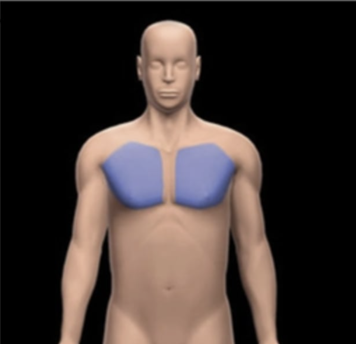 <p>Chest</p>