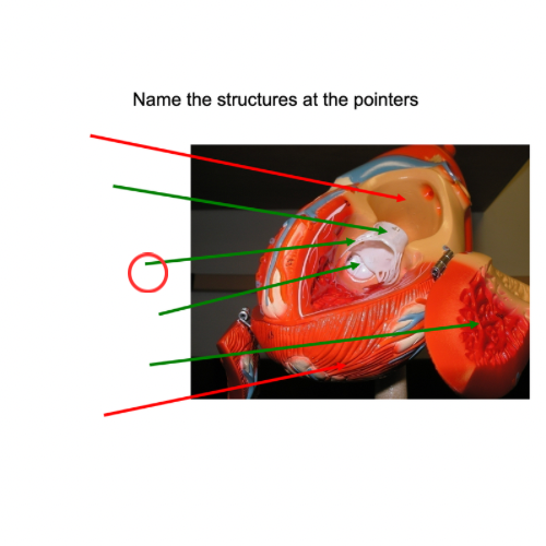 term image