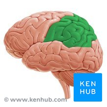 <p>The <strong><em></strong></em>__ is a part of the brain that processes sensory information such as touch, temperature, and pain.</p>