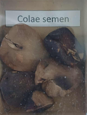 <p><span style="font-size: calc(var(--total-scale-factor) *12.00px);">Colae semen</span><br><span style="font-size: calc(var(--total-scale-factor) *12.00px);">kóladió</span><br><span style="font-size: calc(var(--total-scale-factor) *12.00px);">Cola acuminata</span><br><span style="font-size: calc(var(--total-scale-factor) *12.00px);">Sterculiaceae</span></p>