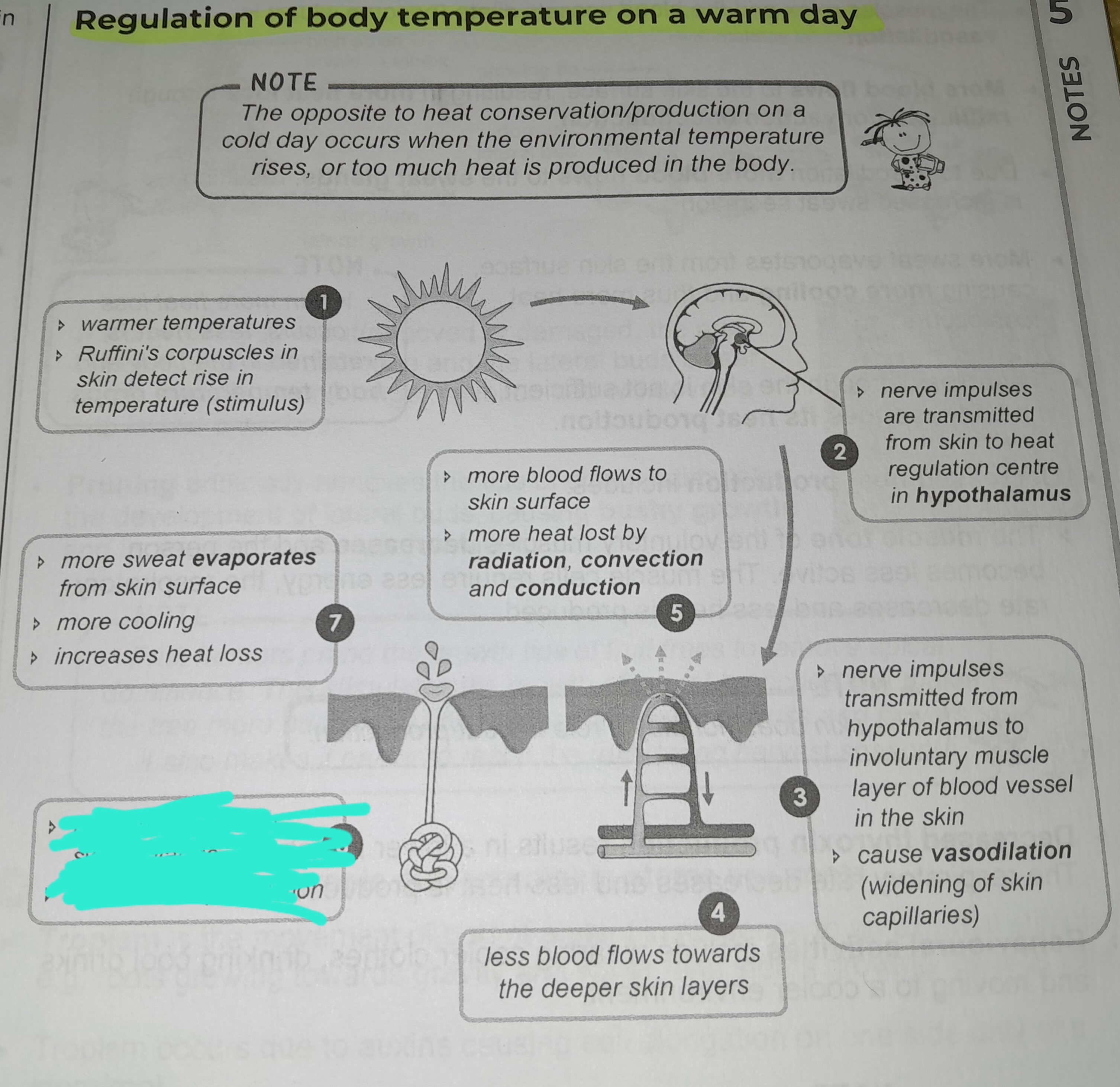 term image