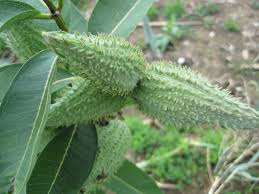 <p>Common milkweed </p>