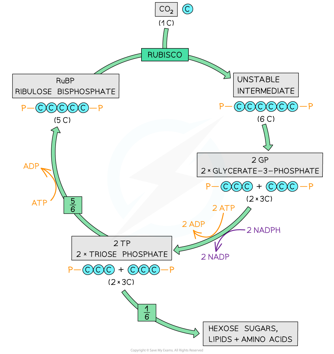 term image